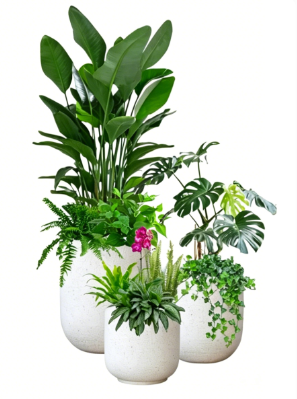 慈溪花木租摆品种-奉化植物摆放店-海曙绿植租摆花盆-镇海租绿植千套方案